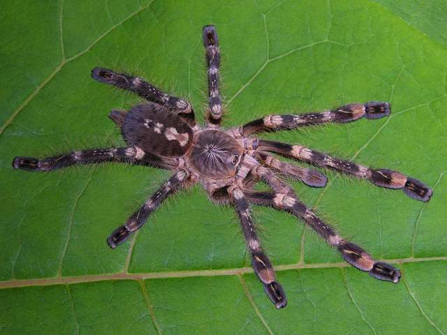 Poecilotheria subfusca Pocock, 1895, female (lowland), Sri Lanka