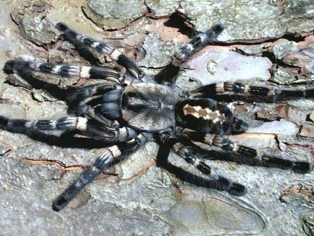 Poecilotheria tigrinawesseli Smith 2006, female, India. (T. Kroes & T. MÑrklin)