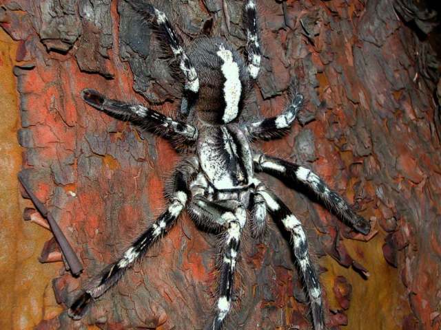 Poecilotheria vittata Pocock, 1895, female, Sri Lanka