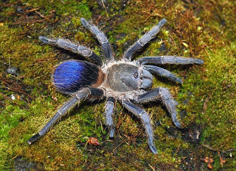 Pseudhapalopus sp., Colombia, Eric Ythier