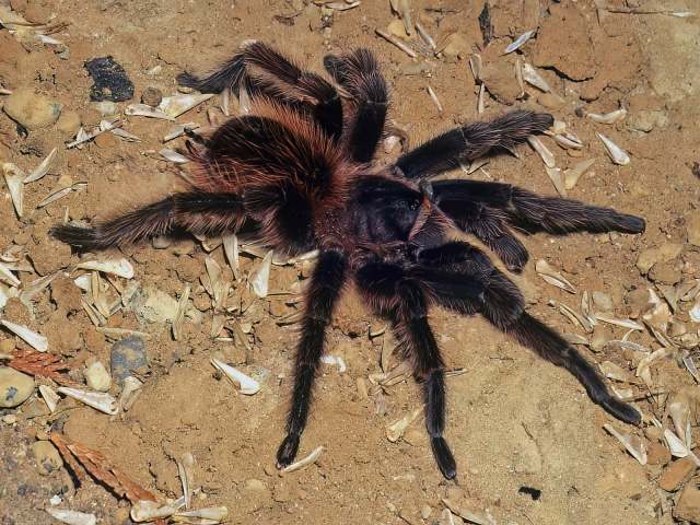 Sericopelma angustum (Valerio, 1980), male, Costa Rica