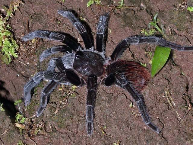 Sericopelma cf embrithes (Chamberlin & Ivie, 1936), female, Barro Colorado Island, Panama. (Photo - N. Winchester)