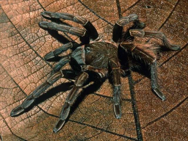 Sericopelma immensa Valerio, 1980, female, San Jose Province, Costa Rica. (Photo - B. Lamar)