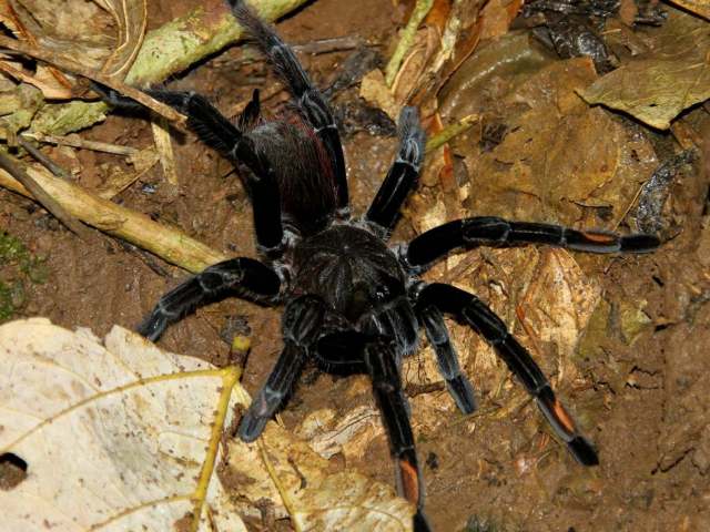 Sericopelma melanotarsum Valerio, 1980, female, Costa Rica. (Photo - C. Andre)