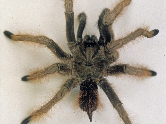 Sericopelma melanotarsum Valerio 1980, male, Costa Rica. (Photo C. Valerio)