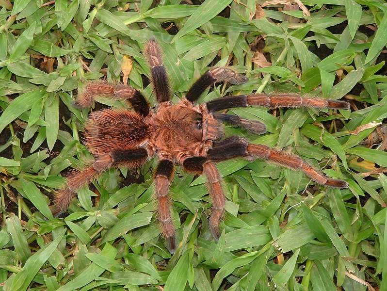 Sericopelma sp., male, Chiriqui Province, Panama, (Photo - S. Mansfield)