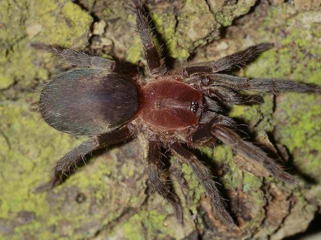 Sickius longibulbi Soares & Camargo 1948, female (post-molt), Brazil. (Photo - R. Bertani)