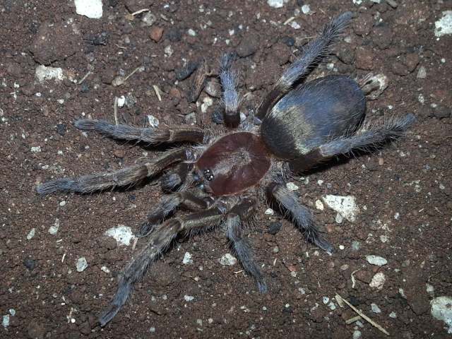 Sickius longibulbi Soares & Camargo 1948, female (post-molt), Brazil. (Photo - V. Ghirotto)