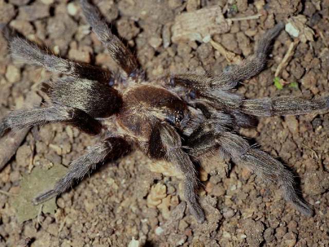 Sickius longibulbi Soares & Camargo 1948, male, Brazil. (Photo - V, Ghirotto)