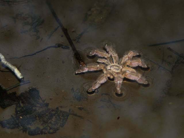 Tapinauchenius, male, swimming as an escape strategy, Venezuela