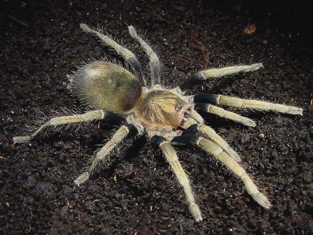 Theraphosinae, unknown genus species 4, female, Ecuador