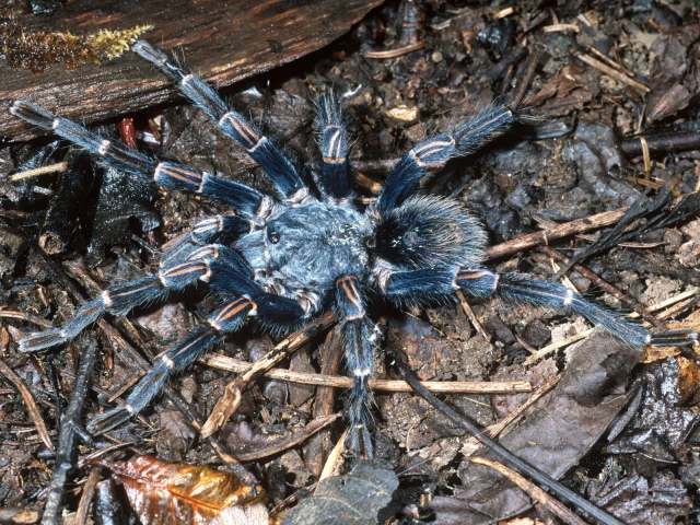 Thrixopelma lagunas Schmidt & Rudloff 2010, male, Peru