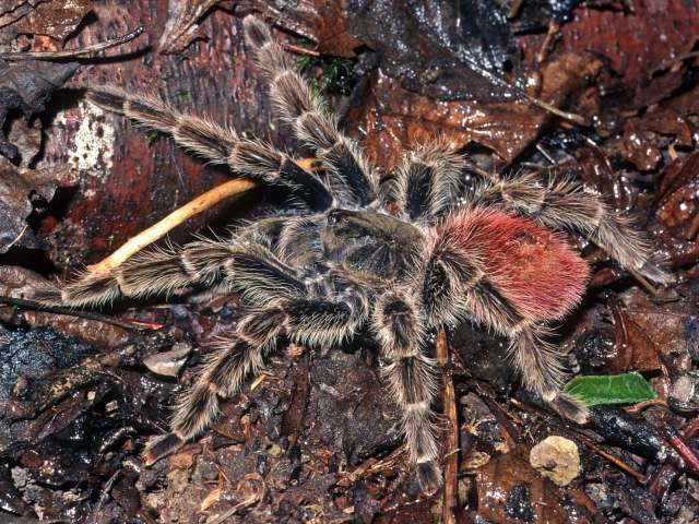 Thrixopelma ockerti Schmidt, 1994, female, Loreto, Peru