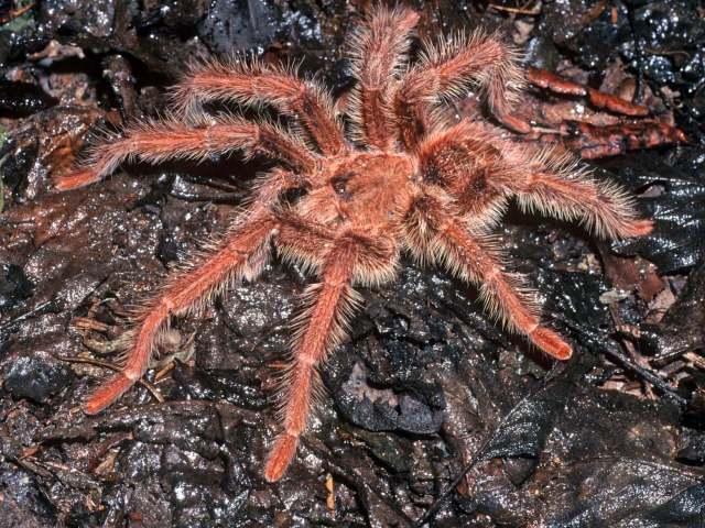 Thrixopelma ockerti Schmidt, 1994, male, Loreto, Peru