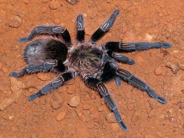 Thrixopelma pruriens Schmidt 1998, female, Chile