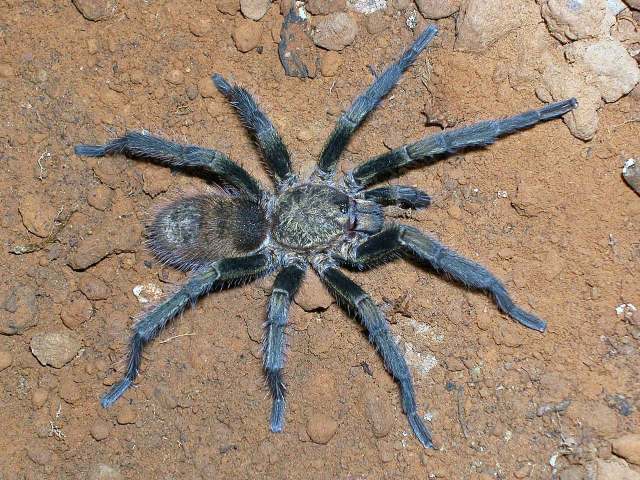 Thrixopelma pruriens Schmidt, 1998, male, Chile