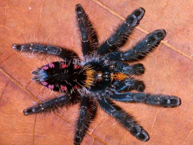 Typhochlaena costae Bertani 2012, female, Brazil