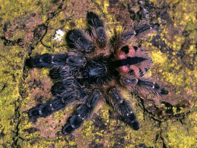 Typhochlaena curumim Bertani, 2012, female, Brazil