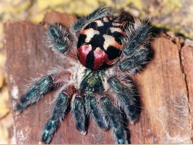 Typhochlaena seladonium (C. L. Koch, 1841), female, Brazil. (Photo - R. Bertani)