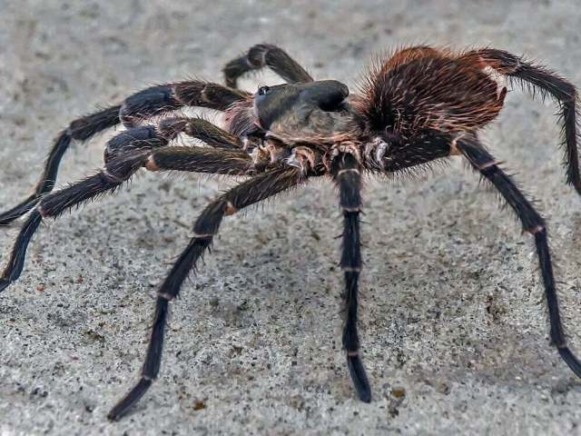 Umbyquyra acuminatum (Schmidt & Tesmoingt, 2005), male, Bolivia. (Photo - T. Kroes)