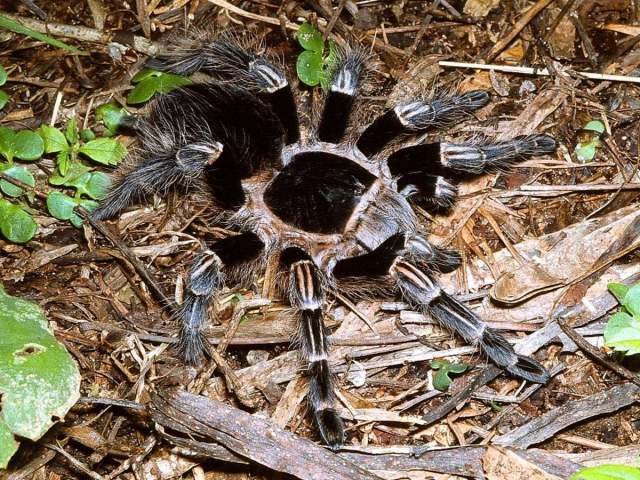 Vitalius sorocabae (Mello-Leitao 1923), female, Brazil. (Photo - I. Sazima)