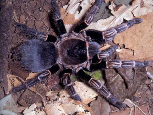 Vitalius vellutinus (Mello-Leitao 1923), female, Brazil. (Photo - R. Bertani)