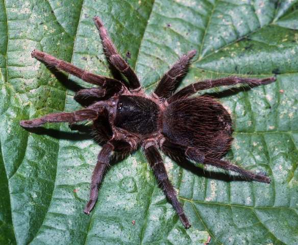 Acanthoscurria sp., female, Bolivia & Amazonas States, Venezuela