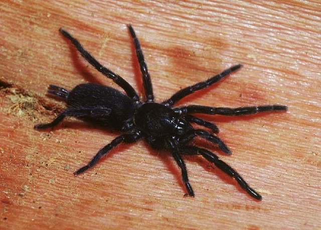 Annandaliella sp., female, sw. India