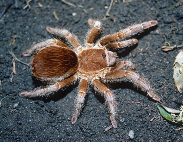 Aphonopelma burica Valerio, 1980, female [pre-molt], Guanacaste, Costa Rica