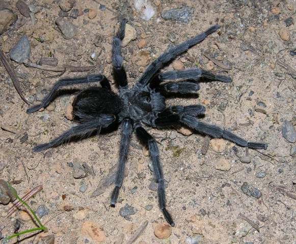 Aphonopelma prenticei Hamilton, Hendrixson & Bond 2016, male, Black Mountains, Arizona, USA.