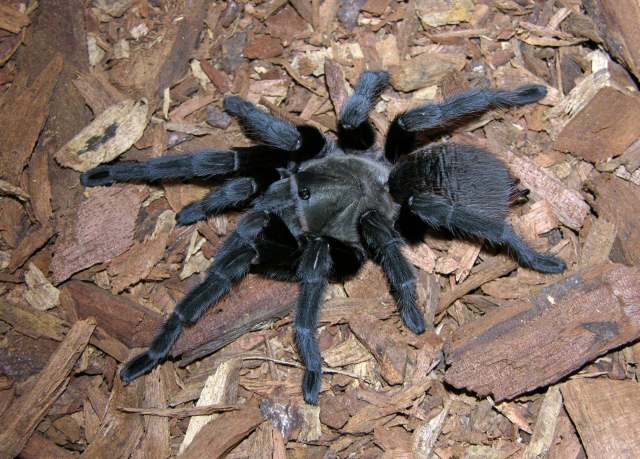 Aphonopelma sp.3, female (undescribed), Nuevo Leon State, Mexico