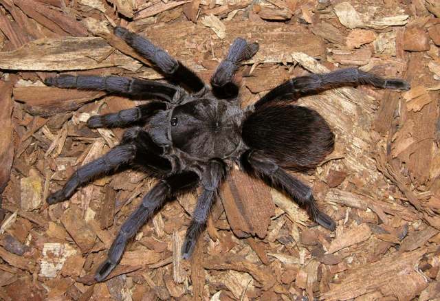Aphonopelma sp.4, female (undescribed), Nuevo Leon State, Mexico