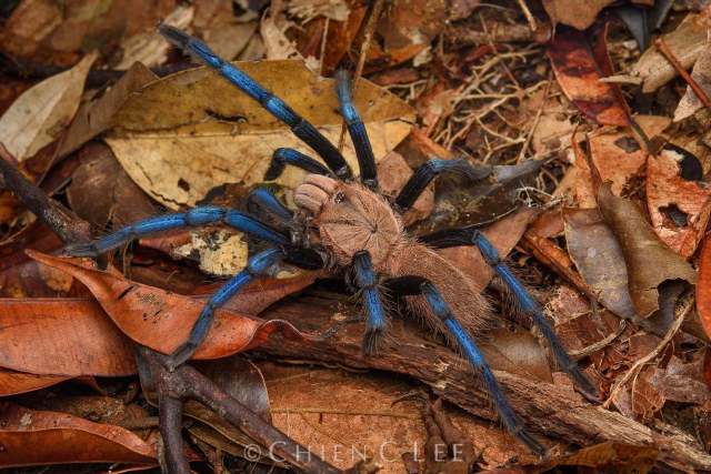 Birupes simoroxigorum Gabriel & Sherwood 2019, female, Sarawak, Borneo. (Photo - C. Lee)