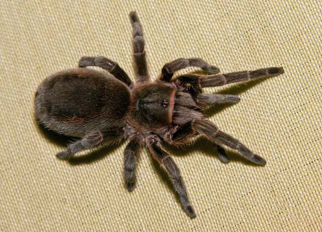 Bistriopelma kiwicha Nicoletta, Chaparro, Mamani, Ochoa, West & Ferretti, 2020, female, Peru