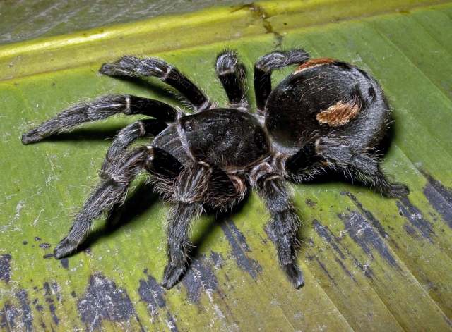 Bistriopelma matuskai Kaderka, 2014, female, Ayacucho Region, Peru. (Photo - B. Lamar)