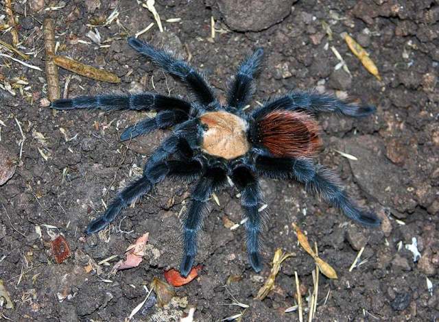 Brachypelma albiceps (Pocock 1903), [formerly ruhnaui Schmidt 1997], female, Mexico