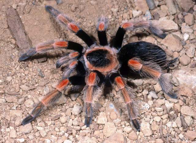 Brachypelma baumgarteni Smith, 1993, female, Michoacan State, Mexico