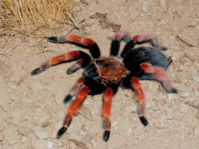 Brachypelma boehmei Schmidt & Klaas 1993, female, Mexico