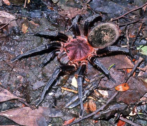 Bumba horrida (Schmidt, 1994), female, Amazonas State, Venezuela