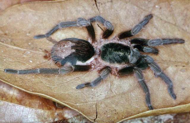 Cardiopelma mascatum Vol, 1999, female, Mexico DF, Mexico. (Photo - F. Vol)
