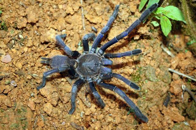 Chilobrachys dyscolus (Simon, 1886), female, Vietnam. Photo - D. HoÖng