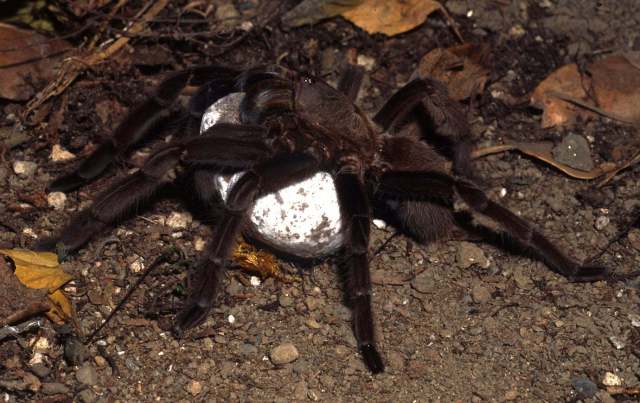 Chilobrachys sp., female with eggsac, Thailand