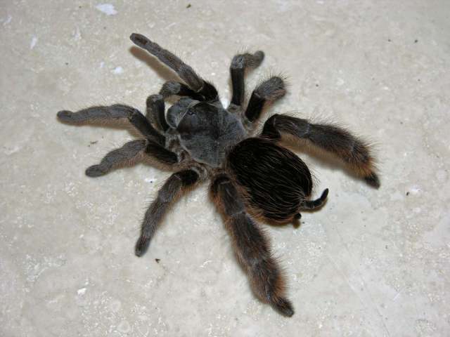 Cotztetlana sp.1, female, Mexico