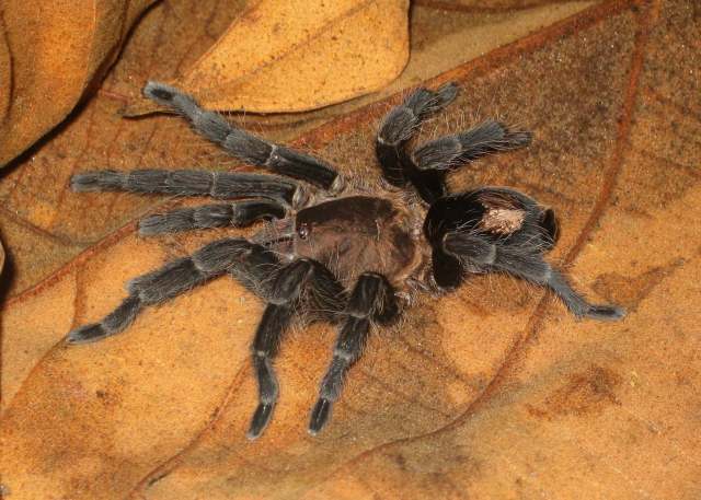 Cyriocosmus itayensis Kaderka, 2016, female, Loreto, Peru. (Photo - B. Lamar)