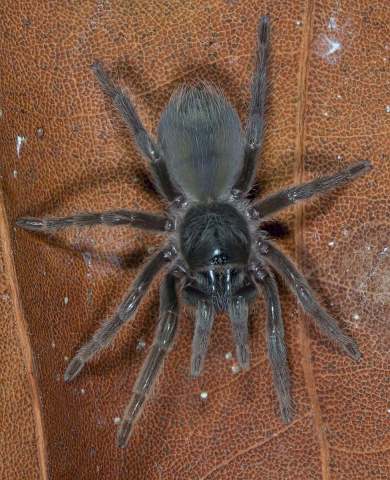 Cyrtopholis flavolineata Schmidt, 1995, female, St. Martin Island, West Indies. (Photo - A. Sanchez)