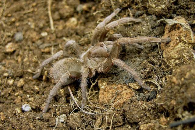 Cyrtopholis gibbosa Franganillo, 1936, female, Granma Province, Cuba