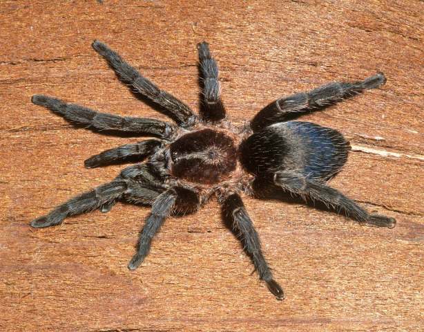 Dolichothele auratum (Vellard, 1924), female, Goi†s State, Brazil