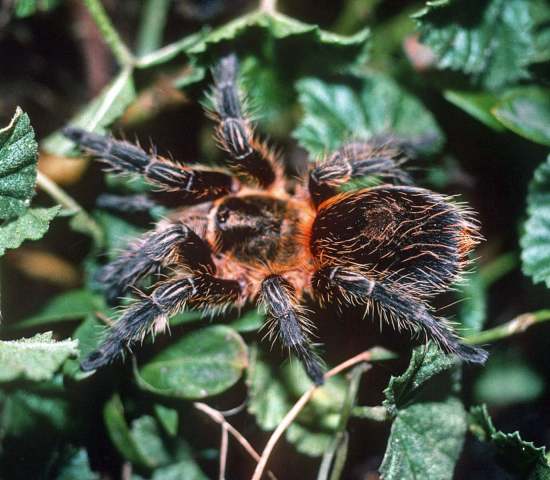 Euathlus sp.5, female, Cerro Renca, Chile
