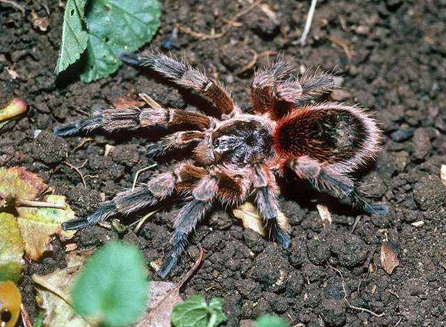 Euathlus sp.5, male, Cerro Renca, Chile