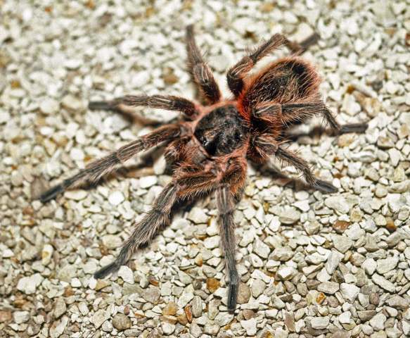 Euathlus sp.6, male, Cerro Renca, Chile